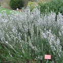 Rosmarinus officinalis forme bleu clair